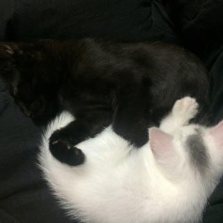 大切に育ててくれる方お願いします