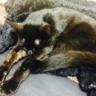 大切に育ててくれる方お願いします