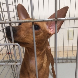 代理投稿！1歳3ヶ月ピンシャ♀