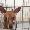 代理投稿！1歳3ヶ月ピンシャ♀ サムネイル2
