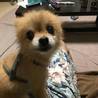 おめめクリクリ♪ポメ2頭 サムネイル2