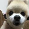 おめめクリクリ♪ポメ2頭 サムネイル3