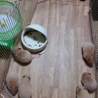 キンクマハムスタ　ベビー3匹