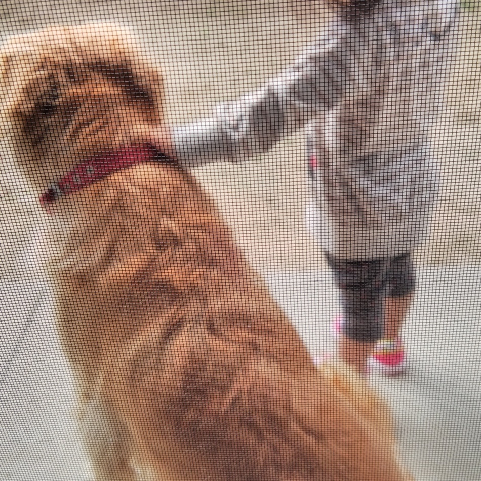 織姫のカバー写真