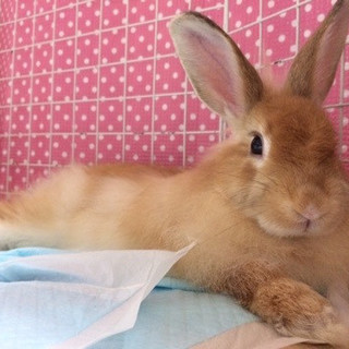 保護うさぎ12番、パズーくん