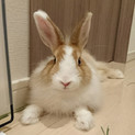 保護うさぎ21番、うにちゃん