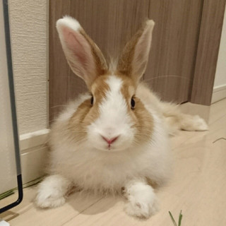 保護うさぎ21番、うにちゃん