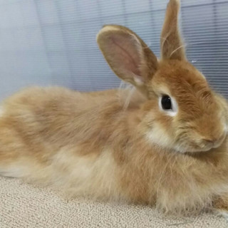 保護うさぎ14番、キミちゃん