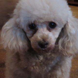 ただいま、相談中につき、一時中断します