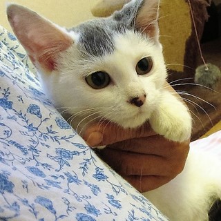 白地にグレーの4か月男の子　大物感漂うジュリー君