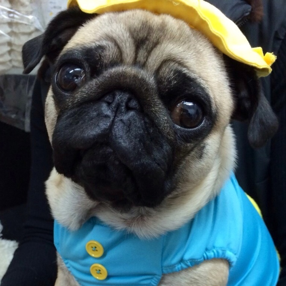 あられのカバー写真