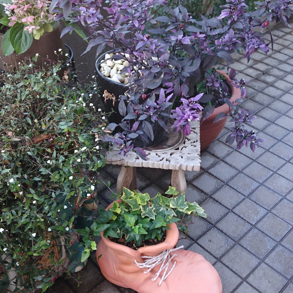 ひかるのカバー写真