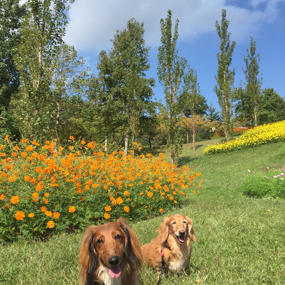 ヴィンセントのカバー写真