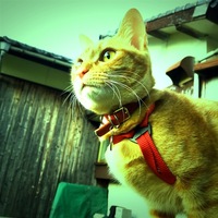 りん