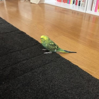 優しい里親さん募集です。