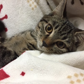 スリスリの美猫さん♡♡