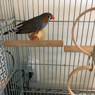 里親さん決定しました！ありがとうございました