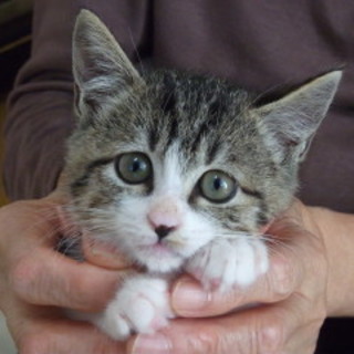 かわいい３ヶ月の女の子です。