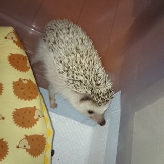 たくさんのご応募有難うございました。ハリ