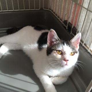 避妊済の5か月、スリゴロ♀猫、アマエちゃん♪