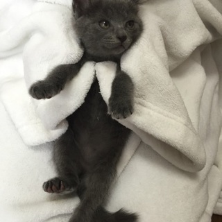 ロシアンブルー系、2か月姉妹、オーリーちゃん♪ 