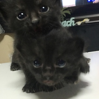 黒猫5匹の家族探してます！