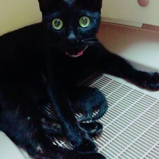 可愛い黒猫ちゃん！