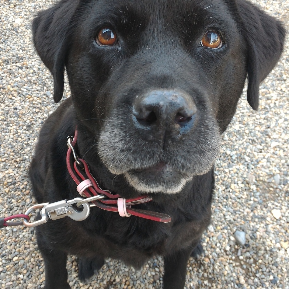 クロのカバー写真