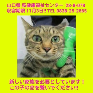 里親様決定!! ありがとうございました!!