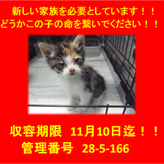 里親決定！！お迎えありがとうございました(^^♪