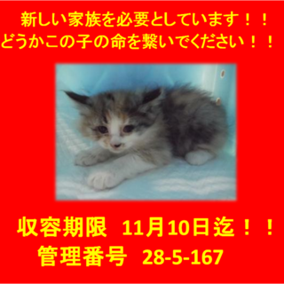 里親決定！！お迎えありがとうございました(^^♪