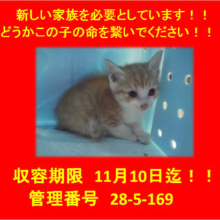 里親決定！！お迎えありがとうございました(^^♪