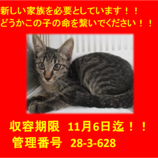 里親決定！！お迎えありがとうございました(^^♪