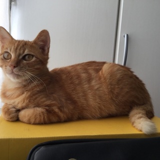 去勢済の5か月、スリゴロ茶とら、クー君♪ 