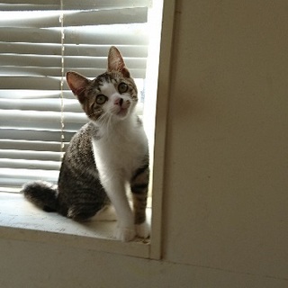 マリーのお家を探してます。