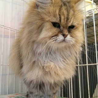 ふわふわチンチラゴールデン