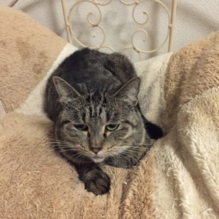 ツンデレ最強？の若いキジ虎さん、ウズラちゃん♪