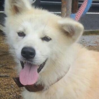 ☆里親様決定☆秋田犬風の迷子犬