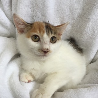 3か月の白ミケ子猫ちゃん姉妹、モミジちゃん♪