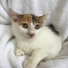3か月の白ミケ子猫ちゃん姉妹、モミジちゃん♪ サムネイル3