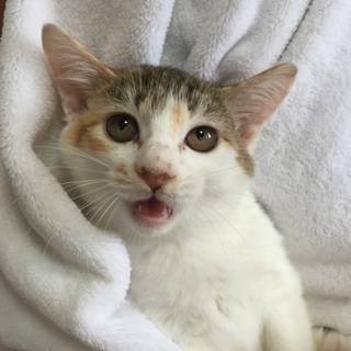 3か月の白ミケ子猫ちゃん姉妹、カエデちゃん♪