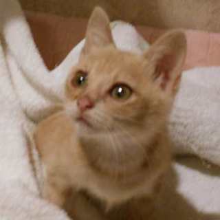 6ヵ月でも小さ目☆チャー君