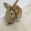 茶色いウサギさん