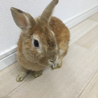 茶色いウサギさん