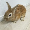 茶色いウサギさん サムネイル2