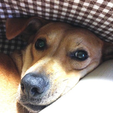 甘えん坊のセナ、首がおかしくなるような角度で私にくっついてきます