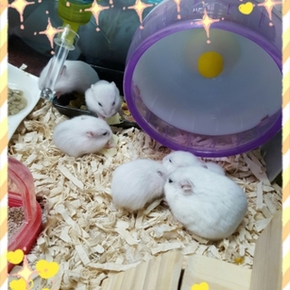 ジャンガリアンのパールホワイト最後の一匹