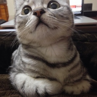 のんびり屋の甘えん坊 プリン