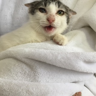 キジ白のメス子猫、アザミちゃん♪