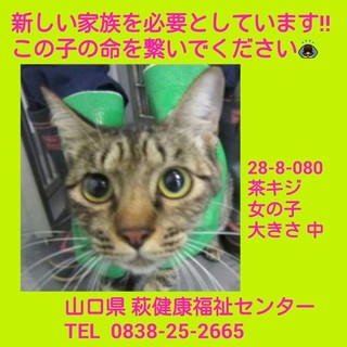 里親決定‼ ありがとうございました‼